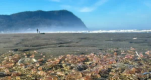 Тысячи морских огурцов выброшены на берег в прибрежном городе Орегона