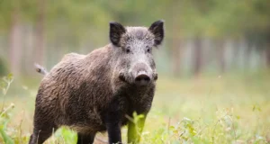 Серые кабаны активно проникают в районы Техаса